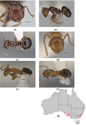 Figure 32. Melophorus castanopus sp. n.: major worker paratype (ANIC32-900176–top ant) frons (a), profile (b) and dorsum (c); minor worker holotype (ANIC32-900113–middle ant) frons (d), profile (e) and dorsum (f); distribution map for the species (g). Low resolution scale bars: 1 mm (b, c); 0.5 mm (a, e, f); 0.2 mm (d).