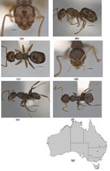 Figure 33. Melophorus compactus sp. n.: major worker paratype (ANIC32-900169–third ant from top) frons (a), profile (b) and dorsum (c); minor worker holotype (ANIC32-900088) frons (d), profile (e) and dorsum (f); distribution map for the species (g). Low resolution scale bars: 0.5 mm (b, c, e, f); 0.2 mm (a, d).