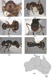 Figure 34. Melophorus cuneatus sp. n.: major worker paratype (JDM32-001958–top ant) frons (a), profile (b) and dorsum (c); minor worker holotype (JDM32-001958–bottom ant) frons (d), profile (e) and dorsum (f); distribution map for the species (g). Low resolution scale bars: 0.5 mm (a–c, e, f); 0.2 mm (d).