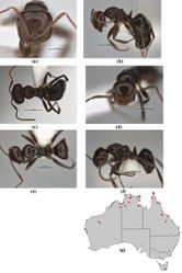 Figure 35. Melophorus dicyrtos sp. n.: major worker paratype (ANIC ANTS VIAL 38.92 [ANIC32-900177]–top ant) frons (a), profile (b) and dorsum (c); minor worker holotype (ANIC ANTS VIAL 38.92 [ANIC32-900177]–bottom ant) frons (d), profile (e) and dorsum (f); distribution map for the species (g). Low resolution scale bars: 1 mm (b, c); 0.5 mm (a, d–f).