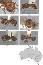 Figure 36. Melophorus graciliceps sp. n.: major worker paratype (ANIC32-900175–top ant) frons (a), profile (b) and dorsum (c); minor worker holotype (ANIC32-900175–bottom ant) frons (d), profile (e) and dorsum (f); distribution map for the species (g). Low resolution scale bars: 1 mm (b, c); 0.5 mm (a, e, f); 0.2 mm (d).