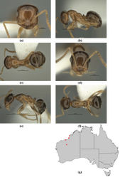 Figure 37. Melophorus gracilis sp. n.: major worker paratype (ANIC32-900209–bottom ant) frons (a), profile (b) and dorsum (c); minor worker holotype (ANIC32-900209–middle ant) frons (d), profile (e) and dorsum (f); distribution map for the species (g). Low resolution scale bars: 0.5 mm (b, c, e, f); 0.5 mm (a, d).