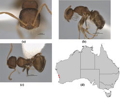 Figure 38. Melophorus latinotus sp. n.: minor worker holotype (JDM32-002004) frons (a), profile (b) and dorsum (c); distribution map for the species (d). Low resolution scale bars: 0.5 mm (b, c); 0.2 mm (a).