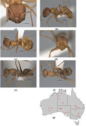 Figure 39. Melophorus lissotriches sp. n.: major worker paratype (ANIC32-900148–top ant) frons (a), profile (b) and dorsum (c); minor worker holotype (ANIC32-900148–bottom ant) frons (d), profile (e) and dorsum (f); distribution map for the species (g). Low resolution scale bars: 1 mm (b, c); 0.5 mm (a, d–f).