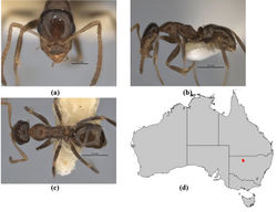 Figure 40. Melophorus longiceps sp. n.: minor worker holotype (ANIC32-900104) frons (a), profile (b) and dorsum (c); distribution map for the species (d). Low resolution scale bars: 0.5 mm (b, c); 0.2 mm (a).