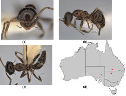 Figure 41. Melophorus macrops sp. n.: minor worker holotype (ANIC32-900105) frons (a), profile (b) and dorsum (c); distribution map for the species (d). Low resolution scale bars: 0.2 mm (a–c).