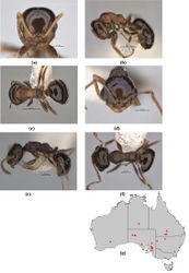 Figure 42. Melophorus microreticulatus sp. n.: major worker paratype (ANIC32-900171–bottom ant) frons (a), profile (b) and dorsum (c); minor worker holotype (ANIC32-900172) frons (d), profile (e) and dorsum (f); distribution map for the species (g). Low resolution scale bars: 0.5 mm (b, c); 0.2 mm (a, d–f).