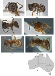 Figure 43. Melophorus minimus sp. n.: major worker paratype (JDM32- 005036–top ant) frons (a), profile (b) and dorsum (c); minor worker holotype (ANIC32-900133–bottom ant) frons (d), profile (e) and dorsum (f); distribution map for the species (g). Low resolution scale bars: 0.5 mm (d–f); 0.2 mm (a–c).