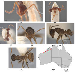 Figure 44. Melophorus mjobergi Forel: NHRS minor worker syntype (NHRS-HEVA 000003949) frons (a), profile (b) and dorsum (c); non–type minor worker (JDM32-004667–bottom ant) frons (d), profile (e) and dorsum (f); distribution map for the species (g). Low resolution scale bars: 1 mm (b, c); 0.5 mm (e–f); 0.2 mm (a, d).