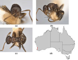 Figure 46. Melophorus propebiroi sp. n.: minor worker holotype (JDM32-001947) frons (a), profile (b) and dorsum (c); distribution map for the species (d). Low resolution scale bars: 0.5 mm (b, c); 0.2 mm (a).