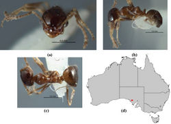 Figure 47. Melophorus turbineus sp. n.: minor worker holotype (ANIC32-066636–bottom ant) frons (a), profile (b) and dorsum (c); distribution map for the species (d).