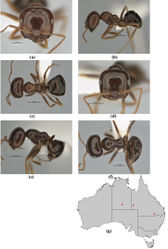 Figure 48. Melophorus brevignathus sp. n.: major worker paratype (ANIC32-900055–middle ant) frons (a), profile (b) and dorsum (c); minor worker holotype (ANIC32-900055–bottom ant) frons (d), profile (e) and dorsum (f); distribution map for the species (g). Low resolution scale bars: 1 mm (b, c); 0.5 mm (a, d–f).