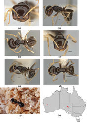 Figure 49. Melophorus marmar sp. n.: major worker paratype (ANIC32-900054–top ant) frons (a), profile (b) and dorsum (c); minor worker holotype (ANIC32-900054–bottom ant) frons (d), profile (e) and dorsum (f); Melophorus marmar forager on the dry surface of Lake Austin (g); distribution map for the species (h). Low resolution scale bars: 1 mm (b, c); 0.5 mm (a, e, f); 0.2 mm (d).