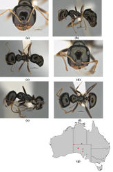 Figure 50. Melophorus quadratus sp. n.: major worker paratype (ANIC32-900053–top ant [damaged after photograph taken]) frons (a), profile (b) and dorsum (c); minor worker holotype (ANIC32-900053–bottom ant) frons (d), profile (e) and dorsum (f); distribution map for the species (g). Low resolution scale bars: 1 mm (b, c); 0.5 mm (a, d–f).