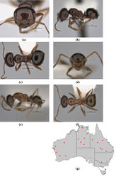 Figure 52. Melophorus ankylochaetes sp. n.: major worker paratype (JDM32-004761) frons (a), profile (b) and dorsum (c); minor worker holotype (JDM32-001990) frons (d), profile (e) and dorsum (f); distribution map for the species (g). Low resolution scale bars: 1 mm (b, c); 0.5 mm (a, e, f); 0.2 mm (d).