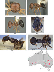 Figure 53. Melophorus bruneus McAreavey: non–type major worker (ANIC32-900218) frons (a), profile (b) and dorsum (c); minor worker paratype (ANIC32-053433–top card) frons (d), profile (e) and dorsum (f); distribution map for the species (g). Low resolution scale bars: 1 mm (b, c); 0.5 mm (a).