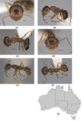 Figure 54. Melophorus eumorphus sp. n.: major worker paratype (JDM32-001981–top ant) frons (a), profile (b) and dorsum (c); minor worker holotype (ANI32-900173–bottom ant) frons (d), profile (e) and dorsum (f); distribution map for the species (g). Low resolution scale bars: 0.5 mm (b, c); 0.2 mm (a, d–f).