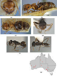 Figure 55. Melophorus fieldi Forel: MHNG major worker syntype frons (a), profile (b) and dorsum (c); non–type minor worker (JDM32-001489) frons (d), profile (e) and dorsum (f); distribution map for the species (g). Low resolution scale bars: 0.5 mm (e, f); 0.2 mm (d).