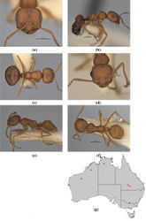 Figure 56. Melophorus fulvidus sp. n.: major worker paratype (ANIC32-900119–second ant from top) frons (a), profile (b) and dorsum (c); minor worker holotype (ANIC32-900119–top ant) frons (d), profile (e) and dorsum (f); distribution map for the species (g). Low resolution scale bars: 0.5 mm (a–c, e, f); 0.2 mm (d).