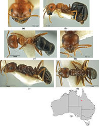 Figure 57. Melophorus gilliatensis sp. n.: major worker (ANIC32-066645–top ant) paratype frons (a), profile (b) and dorsum (c); minor worker holotype (ANIC32-066645–middle ant) frons (d), profile (e) and dorsum (f); distribution map for the species (g).