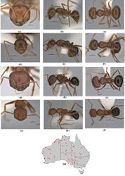 Figure 58. Melophorus hirsutipes sp. n.: major worker paratype (ANIC32-900147–top ant) frons (a), profile (b) and dorsum (c); minor worker holotype (ANIC32-066645–bottom ant) frons (d), profile (e) and dorsum (f); ‘hispidus’ form major worker (ANIC32-900093) frons (g), profile (h) and dorsum (i); ‘hispidus’ form minor worker (JDM32-004543) frons (j), profile (k) and dorsum (l) distribution map for the species (m). Low resolution scale bars: 1 mm (b, h, j, k, l); 0.5 mm (a, d–g, j).