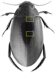 Figure 1. Dorsal view of Meladema coriacea, showing regions in which scanning electron and light micrographs of elytral sculpture were made.