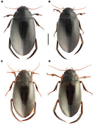 Figure 3. Dorsal habitus of Meladema species males. A M. coriacea, Spain, Cáceres, nr. Plasencia B M. lepidoptera sp. n., Corsica, Francardo C M. imbricata, La Gomera, El Cedro D M. lanio, Madeira, Rabacal. Scale bar = 5 mm.