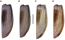 Figure 4. Meladema species males, colour pattern of isolated elytra (DNA voucher codes, where applicable). A M. coriacea, Spain, Murcia, Fte. Caputa B M. lepidoptera sp. n., Corsica, Cap Corse (NHM-IRM12F) C M. imbricata, La Gomera, El Cedro (NHM-IRM3A) D M. lanio, Madeira, Ribeira dos Cedros (NHM-IRM8A). Scale bar = 5 mm.