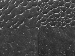 Figure 5. Meladema species males, elytral shoulder sculpture SEMs (DNA voucher codes, where applicable). A M. coricaea, Spain, Murcia, Fte. Caputa B M. lepidoptera sp. n., Corsica, Cap Corse (NHM-IRM12F) C M. imbricata, La Gomera, El Cedro (NHM-IRM3A) D M. lanio, Madeira, Ribeira dos Cedros (NHM-IRM8A).