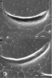 Figure 6. Details of elytral shoulder sculpture SEMs (DNA voucher codes where applicable). A M. coriacea, Spain, Murcia, Fte. Caputa B M. lepidoptera sp. n., Corsica, Cap Corse (NHM-IRM12F).