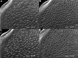 Figure 7. Meladema species elytral shoulder sculpture SEMs (DNA voucher codes where applicable). A M. coriacea, male, Spain, Murcia, Fte. Caputa B M. lepidoptera sp. n., male, Corsica, Cap Corse (NHM-IRM12F) C M. coriacea, female, Spain, Murcia, Fte. Caputa D M. lepidoptera sp. n., female, Corsica, Porto-Vecchio (NHM-IRM12A).