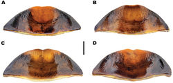 Figure 11. Meladema species males, abdominal ventrite 6 (DNA voucher codes where applicable). A M. coricaea, Spain, Murcia, Fte. Caputa B M. lepidoptera sp. n., Corsica, Cap Corse (NHM-IRM12F) C M. imbricata, La Gomera, El Cedro (NHM-IRM3A) D M. lanio, Madeira, Ribeira dos Cedros (NHM-IRM8A). Scale bar = 1 mm.