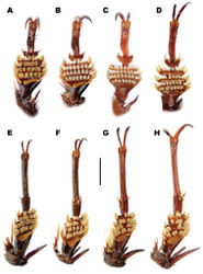 Figure 12. Meladema species males, fore (A–D) and mesotarsi (E–H), ventral view (DNA voucher codes where applicable). A, E M. coriacea Spain, Cáceres, nr. Plasencia B, F M. lepidoptera sp. n. holotype, Corsica, Cap Corse (NHM-IRM12E) C, G M. imbricata, La Gomera, El Cedro (NMH-IRM3A) D, H M. lanio, Madeira, Rabacal. Scale bar = 1 mm.