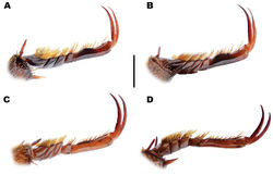 Figure 13. Meladema species males, fore tarsal claws, lateral view (DNA voucher codes where applicable). A M. coriacea Spain, Cáceres, nr. Plasencia B M. lepidoptera sp. n. holotype, Corsica, Cap Corse (NHM-IRM12E) C M. imbricata, La Gomera, El Cedro (NMH-IRM3A) D M. lanio, Madeira, Rabacal. Scale bar = 1 mm.