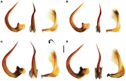 Figure 14. Meladema species male genitalia. Median lobe, lateral and ventral view; paramere (DNA voucher codes where applicable). A M. coriacea Spain, Cáceres, nr. Plasencia B M. lepidoptera sp. n. holotype, Corsica, Cap Corse (NHM-IRM12E) C M. imbricata, La Gomera, El Cedro (NMH-IRM3A) D M. lanio, Madeira, Rabacal. Silhouette indicates orientation of median lobe for imaging in ventral view. Scale bar = 1 mm.