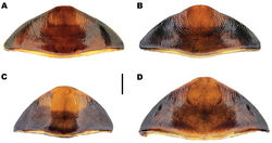 Figure 15. Meladema species females, abdominal ventrite 6 (DNA voucher codes where applicable). A M. coricaea, Spain, Murcia, Fte. Caputa B M. lepidoptera sp. n., Corsica, Cap Corse (NHM-IRM12C) C M. imbricata, La Palma, Bco. Hoyo Verde D M. lanio, Madeira, Ribeira dos Cedros (NHM-IRM9A). Scale bar = 1 mm.