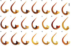 Figure 20. Meladema species, variation in male median lobes, lateral view. A–N M. coriacea; O–U M. lepidoptera sp. n. (DNA voucher codes, where applicable). A Spain, Huesca, Bernués (IBE-DV292) B Spain, Girona, Port Bou (IBE-DV-293) C Spain, Tarragona, Esblada D Spain, Cáceres, nr. Plasencia E Spain, Murcia, Fte. Caputa (NHM-IRM13) F Spain, Córdoba, Baena (NHM-IRM14C) G Tenerife, Chamorga (MNCN-AI1095) H Morocco, Oued Massa (NHM-IRM2A) I Morocco, Tazekka (NHM-IRM1C) J Morocco, Sidi-Ibrahim (NHM-IR7) K Algeria, Aïn Damous (MNCN-HI6) L Italy, Sicily, Bosco Ficuzzo (IBE-AN691) M Greece, Poros, Kampos N Greece, Ios O–P Corsica, Francardo Q holotype, Corsica, Cap Corse (NHM-IRM12E) R Italy, Montecristo (IBE-DV289) S Sardinia, Villagrande Strìsaili (IBE-RA5) T Italy, Elba, Pomonte (IBE-AN692) U Italy, Tuscany, S. Luce (IBE-AN693). Scale bar = 1 mm.