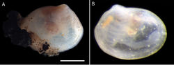 Figure 3. Thyasira sp. (NHM_180) A Preserved specimen (NHM_180) with pieces of polymetallic nodule adhered to shell margin B Additional small specimen (live imaged at sea) NHM_051. Scale bar: 0.5 mm (A). Image attribution Glover, Dahlgren and Wiklund, 2017.