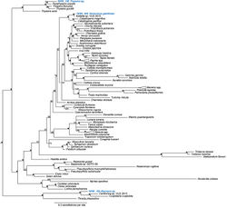 Figure 5. Phylogenetic analysis of Bivalvia: Heterodonta. 50% majority rule consensus tree from the Bayesian analyses using 18S and COI. Asterisks denotes support values of 95 or above.