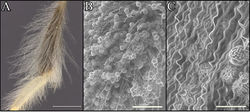 Figure 1. Tibial scopal hairs of Procockerellia. A Perdita albonotata (BBSL972407) B P. moabensis (36765 (BBSL)) C P. moabensis (36765 (BBSL)). Scale bars: 500 µm (A), 200 µm (B), 50 µm (C).