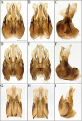 Figure 2. Procockerellia male genitalia. Perdita albonotata (BBSL529462) A dorsal view B ventral view C lateral view. Perdita moabensis (BBSL779598) D dorsal view E ventral view F lateral view. Perdita stephanomeriae (BBSL317528) G dorsal view H ventral view I lateral view. Scale bar: 250 µm, all images are the same scale.