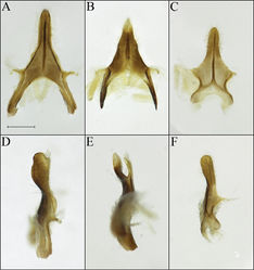 Figure 3. Procockerellia male S8. A Perdita albonotata (BBSL529469) ventral view B P. moabensis (BBSL779598) ventral view C P. stephanomeriae (BBSL317528) ventral view D P. albonotata lateral view E P. moabensis lateral view F P. stephanomeriae lateral view. Scale bar: 250 µm, all images are the same scale.