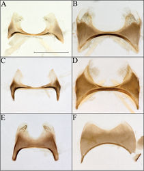 Figure 4. Procockerellia male S7 and S6. Perdita albonotata (BBSL529462) A S7 B S6. Perdita moabensis (BBSL779598) C S7 D S6. Perdita stephanomeriae (BBSL317528) E S7 F S6. Scale bar: 500 µm, all images are the same scale.