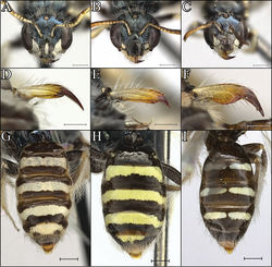 Figure 5. Procockerellia females. Faces: A Perdita albonotata (BBSL668188) B P. moabensis (BBSL23824) C P. stephanomeriae (BBSL531898). Scale bars = 500 µm. Mandibles: D P. albonotata (BBSL640552) E P. moabensis (BBSL515687) F P. stephanomeriae (BBSL317523). Scale bars = 250 µm. Metasomas: G P. albonotata (BBSL311790) H P. moabensis (BBSL471657) I P. stephanomeriae (BBSL531898). Scale bars: 500 µm.