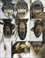 Figure 6. Procockerellia males. Faces (of large males): A Perdita albonotata (BBSL529482) B P. moabensis (36868 (BBSL)) C P. stephanomeriae (BBSL317506). Metasomas: D P. albonotata (BBSL529482) E P. moabensis (BBSL311790) F P. stephanomeriae (BBSL317506). Identifying characters: G P. albonotata tibial nub (BBSL669043) H P. moabensis S1 flange (BBSL238283) I P. stephanomeriae pointed pygidial plate (BBSL317506). Scale bars: 500 µm.