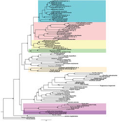 Figure 1. Phylogenetic tree of aeolidacean nudibranchs based on concatenated molecular data (COI + 16S + 28S + H3) represented by Bayesian Inference (BI). Numbers above branches represent posterior probabilities from Bayesian Inference. Numbers below branches indicate bootstrap values for Maximum Likelihood. Some branches are collapsed at species level. The “Flabellinidae” polyphyletic family complex is highlighted by different colours (see Fig. 2 for the family names).