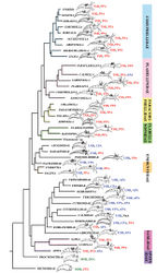 Figure 2. Phylogenetic tree of aeolids with integrated data on external morphology. The “Flabellinidae” polyphyletic family complex is highlighted by different colours; names of the family- and genus-level taxa are provided. Abbreviations: CPA cleioproctic anus APA acleioproctic anus DTA dorso-terminal anus MSR multiserial radula PPA pleuroproctic anus TSR triserial radula USR uniserial radula.