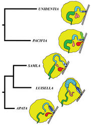 Figure 45. Schematic outline of the reproductive systems of the taxa of the families Unidentiidae, Samlidae fam. n. and Apataidae fam. n. integrated with molecular phylogenetic data. Colour indication of reproductive system characters: ampulla – green; body wall – gray; distal receptaculum seminis – red; female gland mass – yellow; female genital opening – orange; penis and male genital opening – dark blue; penial sheath – pale blue; prostate and prostatic vas deferens – turquoise; proximal receptaculum seminis – pink; supplementary gland – light green.