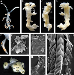 Figure 46. Samla bicolor (Kelaart, 1858). Vietnam, Nhatrang Bay. ZMMU Op-68, living specimen 5 mm in length: A dorsal view B dorsal view (fixed) C lateral view (fixed) D ventral view (fixed) E details of cerata F dissected anterior part (pharynx removed) and rhinophores, SEM G jaw, SEM H details of masticatory process of jaw, SEM I radular teeth, posterior part, SEM J reproductive system, light microscopy. Abbreviations: a anus am ampulla fgm female gland mass g gonad go genital opening nd discontinuous notal edge ogp oral gland penetrating into basis of cerata ps penial sheath pvd prostatic vas deferens r rhinophores rsd distal receptaculum seminis rsp proximal receptaculum seminis. Scale bars: F = 300 μm; G = 100 μm; H = 10 μm; I = 30 μm. Photos of living specimens by O.V. Savinkin, other photos and SEM images by A.V. Martynov.