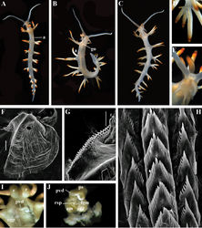 Figure 47. Samla takashigei sp. n. Japan, Pacific Honshu, Osezaki. ZMMU Op-530, living specimen 26 mm in length: A dorsal view B lateral view C ventral view D details of cerata E rhinophores F jaw, SEM G details of masticatory process of jaw, SEM H radular teeth, posterior part, SEM I dissected anterior part with reproductive system, light microscopy J reproductive system, light microscopy. Abbreviations: a anus am ampulla fgm female gland mass go genital opening ogp oral gland penetrating into basis of cerata ps penial sheath pvd prostatic vas deferens r rhinophores rsd distal receptaculum seminis rsp proximal receptaculum seminis. Scale bars: F = 100 μm; G = 50 μm; H = 20 μm. Photos and SEM images by T.A. Korshunova, A.V. Martynov.